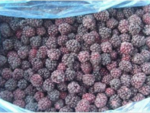 田果黑莓冻干水果称重